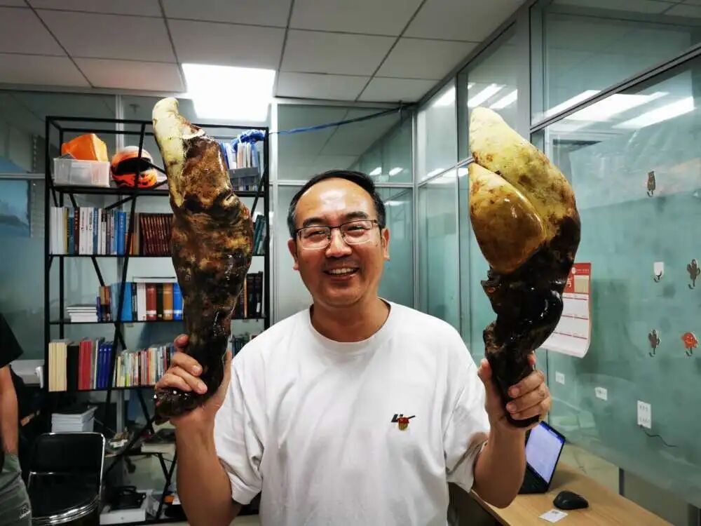 霸王滇菌,被发现了! 霸王滇菌,被发现了!