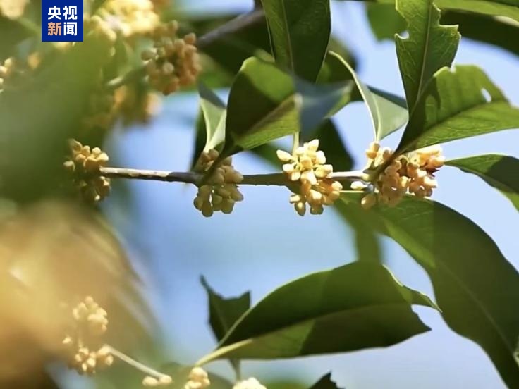 今年桂花迟到却更香了?想吃桂花建议别从路边采 今年桂花迟到却更香了?想吃桂花建议别从路边采