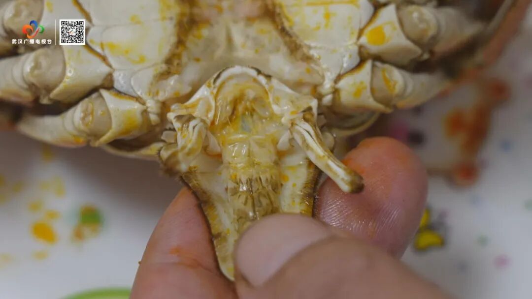 蒸螃蟹冒出的“鸡蛋白”到底是啥?协和医生:能吃,但是…… 蒸螃蟹冒出的“鸡蛋白”到底是啥?协和医生:能吃,但是……