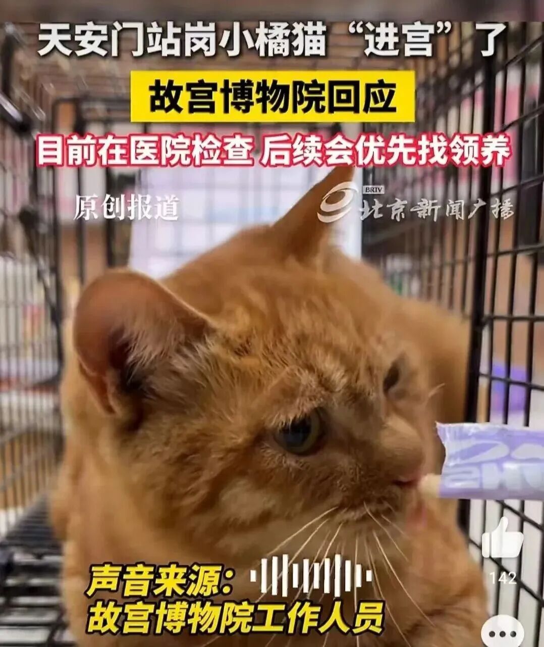 天安门“站岗”的小橘猫,你的福气在后头! 天安门“站岗”的小橘猫,你的福气在后头!