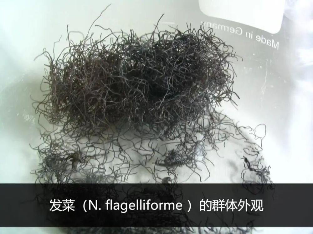 这种酷似头发的野菜是国家一级保护植物 这种酷似头发的野菜是国家一级保护植物