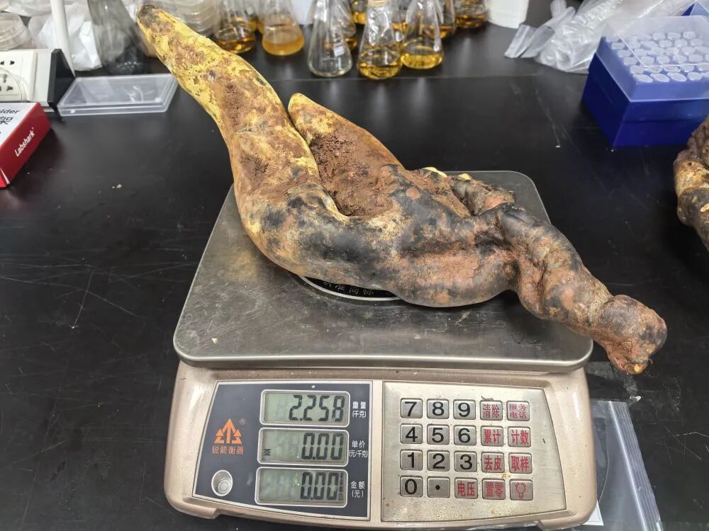 霸王滇菌,被发现了! 霸王滇菌,被发现了!