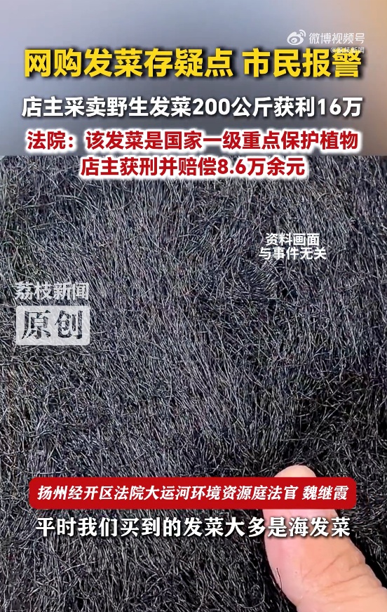 这种酷似头发的野菜是国家一级保护植物 这种酷似头发的野菜是国家一级保护植物