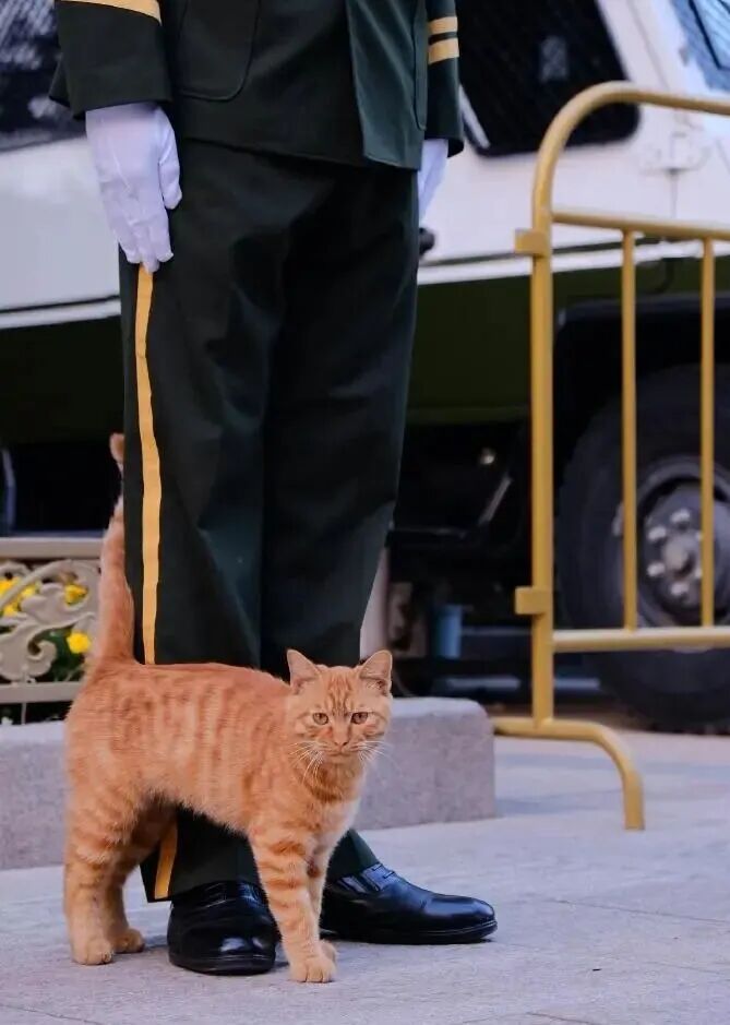 天安门站岗小橘猫“进宫”了!故宫回应 天安门站岗小橘猫“进宫”了!故宫回应