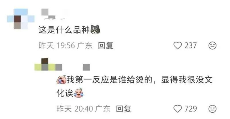 深圳一公园惊现“烫头鸭”!网友惊呼:竟然比我还卷 深圳一公园惊现“烫头鸭”!网友惊呼:竟然比我还卷