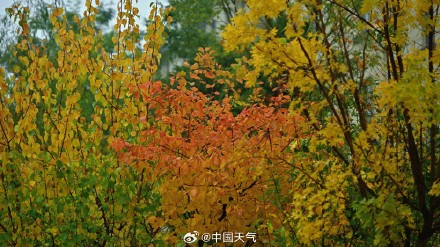 难得相遇!秋雨与北方彩叶同框 美如水墨画卷 难得相遇!秋雨与北方彩叶同框 美如水墨画卷