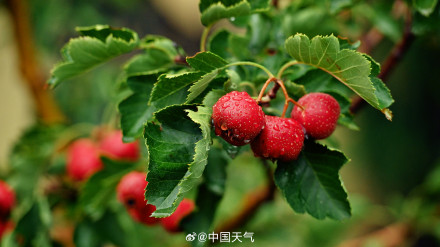 难得相遇!秋雨与北方彩叶同框 美如水墨画卷 难得相遇!秋雨与北方彩叶同框 美如水墨画卷