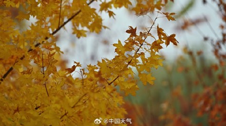 难得相遇!秋雨与北方彩叶同框 美如水墨画卷 难得相遇!秋雨与北方彩叶同框 美如水墨画卷