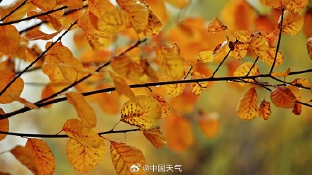 难得相遇!秋雨与北方彩叶同框 美如水墨画卷 难得相遇!秋雨与北方彩叶同框 美如水墨画卷
