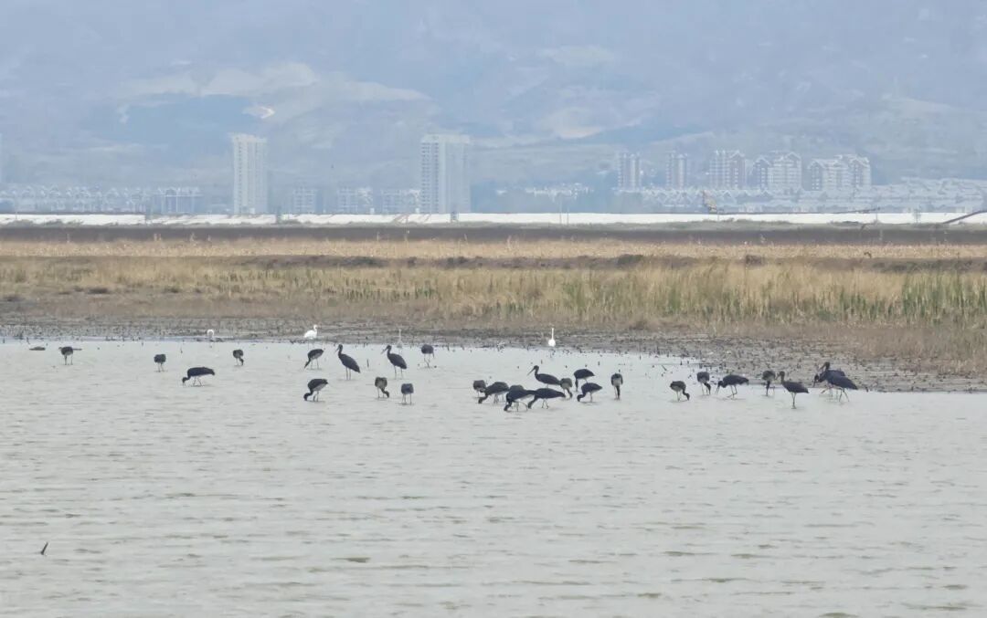 官厅水库迎来两大黑鹳“家族”,41只“鸟中大熊猫”库区“同框合影”! 官厅水库迎来两大黑鹳“家族”,41只“鸟中大熊猫”库区“同框合影”!