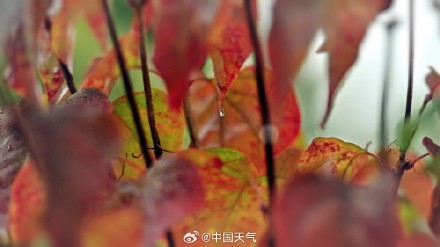 难得相遇!秋雨与北方彩叶同框 美如水墨画卷 难得相遇!秋雨与北方彩叶同框 美如水墨画卷