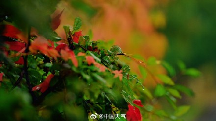 难得相遇!秋雨与北方彩叶同框 美如水墨画卷 难得相遇!秋雨与北方彩叶同框 美如水墨画卷
