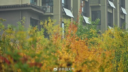 难得相遇!秋雨与北方彩叶同框 美如水墨画卷 难得相遇!秋雨与北方彩叶同框 美如水墨画卷