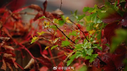 难得相遇!秋雨与北方彩叶同框 美如水墨画卷 难得相遇!秋雨与北方彩叶同框 美如水墨画卷