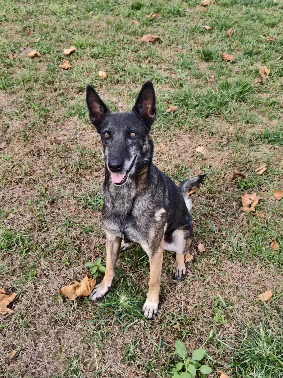 3只军犬光荣退役,等你领养 3只军犬光荣退役,等你领养