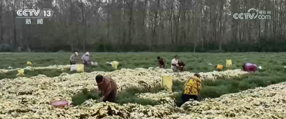 金秋时节风吹稻浪、瓜果飘香 科技赋能绘就好“丰”景 金秋时节风吹稻浪、瓜果飘香 科技赋能绘就好“丰”景