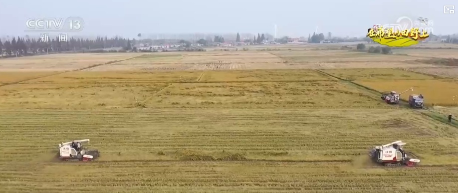 金秋时节风吹稻浪、瓜果飘香 科技赋能绘就好“丰”景 金秋时节风吹稻浪、瓜果飘香 科技赋能绘就好“丰”景