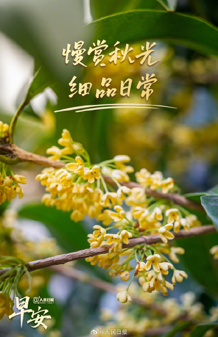慢赏秋光，细品日常