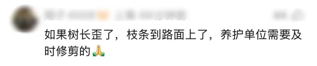 “树全责！”上海一司机撞树喊冤：这棵树长太歪！交警一句话点醒众人