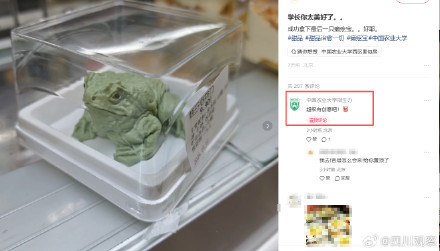 中国农大回应蛤蟆形抹茶布丁：很有创意吧！