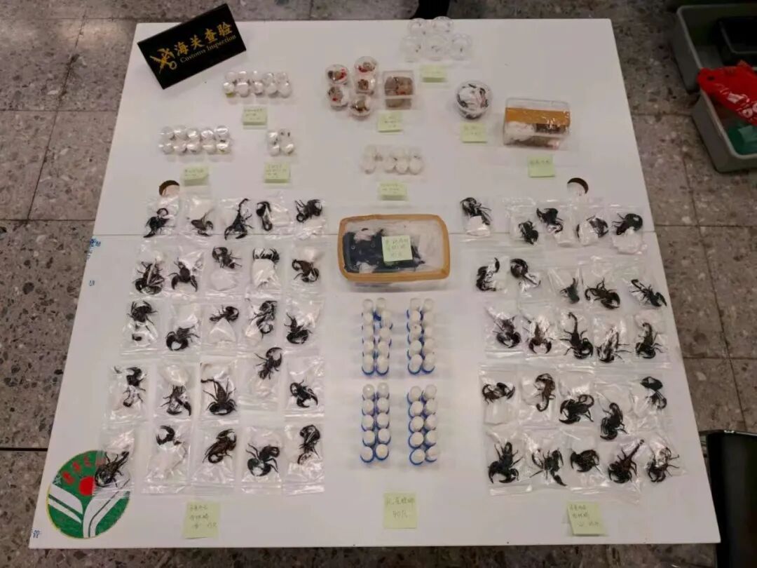 男子随身携带398只活体动物入关,含外来物种和濒危动物,拟带回内地销售谋利,被海关当场查获 男子随身携带398只活体动物入关,含外来物种和濒危动物,拟带回内地销售谋利,被海关当场查获