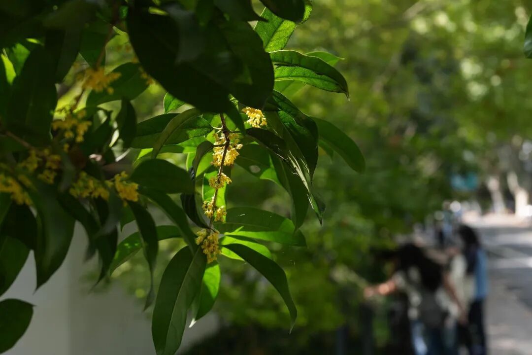 不要采，不要吃，近期正大量出现