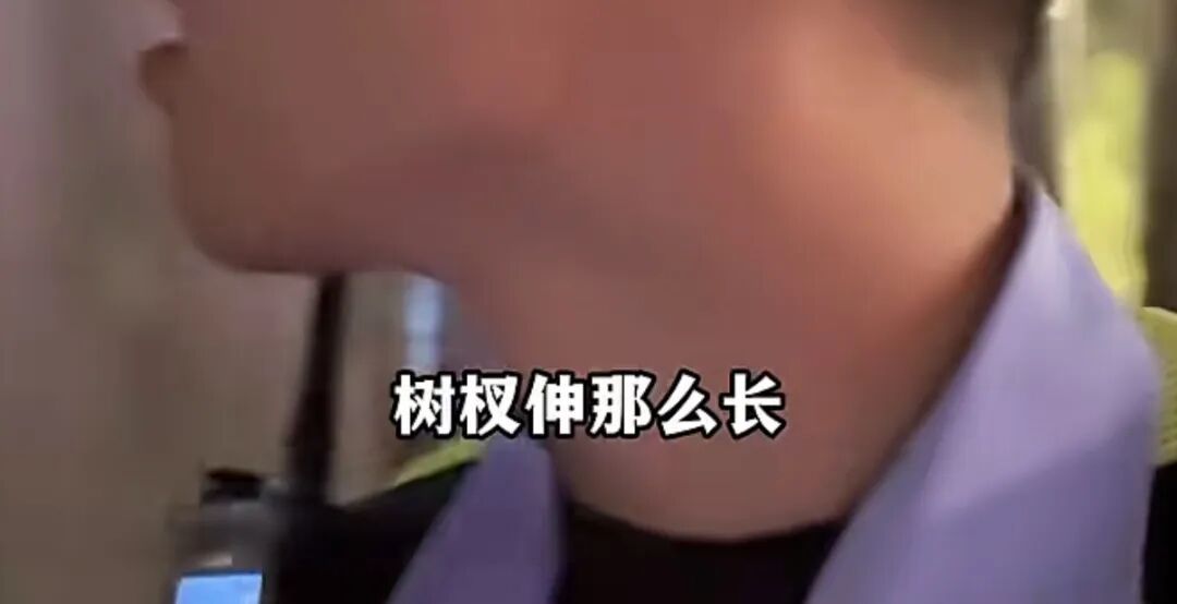 “树全责！”上海一司机撞树喊冤：这棵树长太歪！交警一句话点醒众人