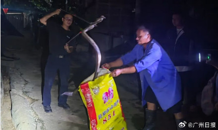 云南一条大蛇被放生后重返鸡舍偷吃