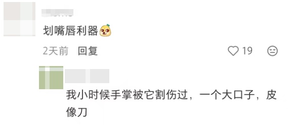 网友疑惑：起猛了！我看到有上海人在啃竹子？评论区集体回忆：阿拉从小吃到大！