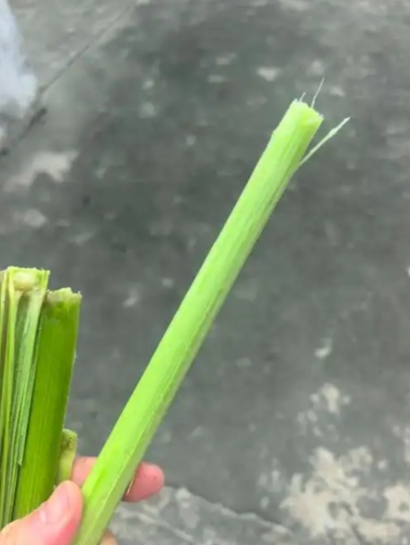 网友疑惑：起猛了！我看到有上海人在啃竹子？评论区集体回忆：阿拉从小吃到大！