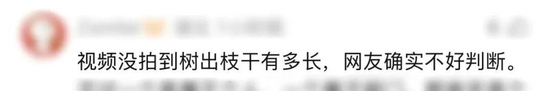 “树全责！”上海一司机撞树喊冤：这棵树长太歪！交警一句话点醒众人