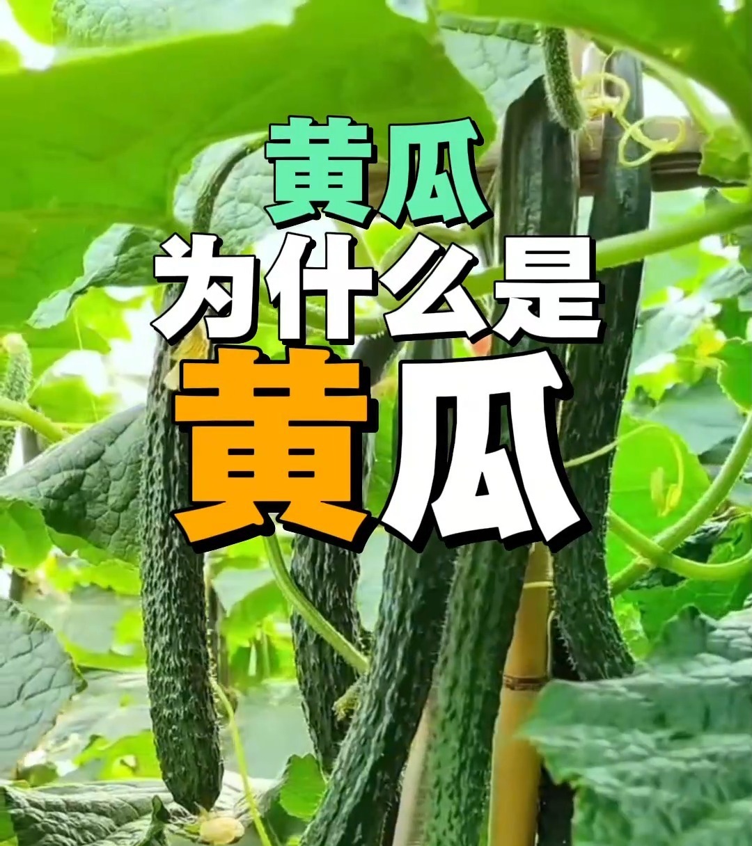 饭前啃黄瓜控血糖？关于黄瓜的真相来了