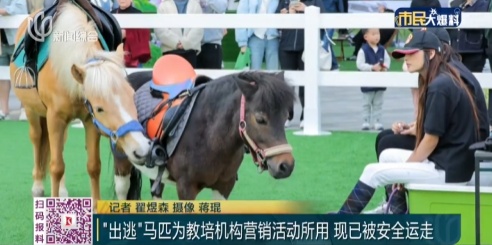 事发上海早高峰！两匹脱缰小马在马路上狂奔、逆行……