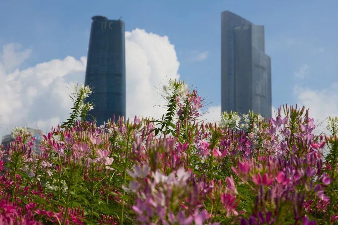 广州,即将迎来两波冷空气! 广州,即将迎来两波冷空气!