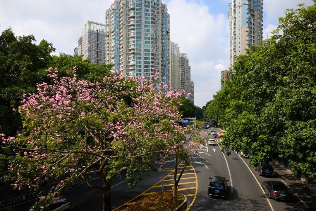 广州,即将迎来两波冷空气! 广州,即将迎来两波冷空气!