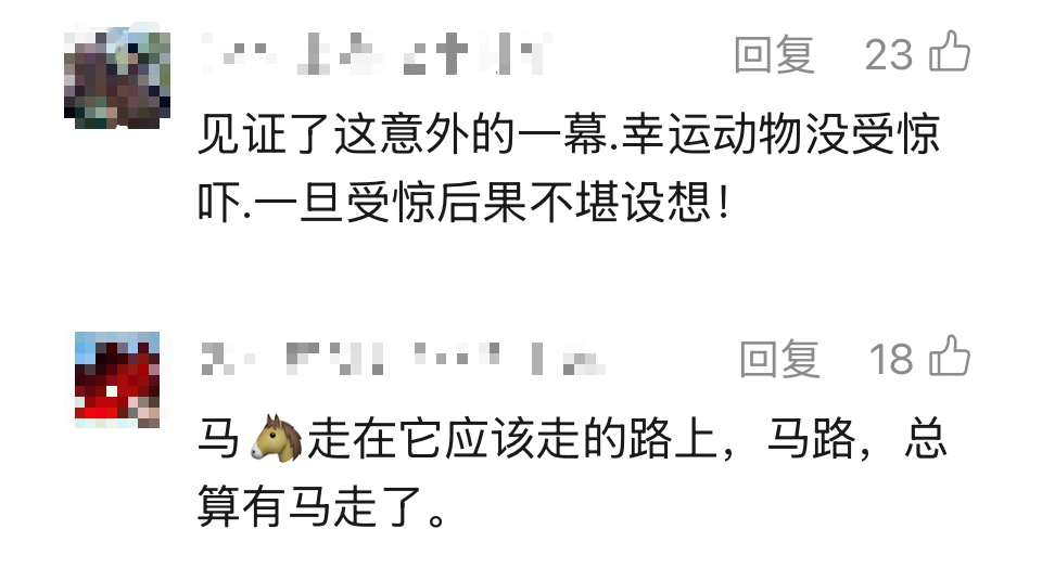 事发上海早高峰！两匹脱缰小马在马路上狂奔、逆行……