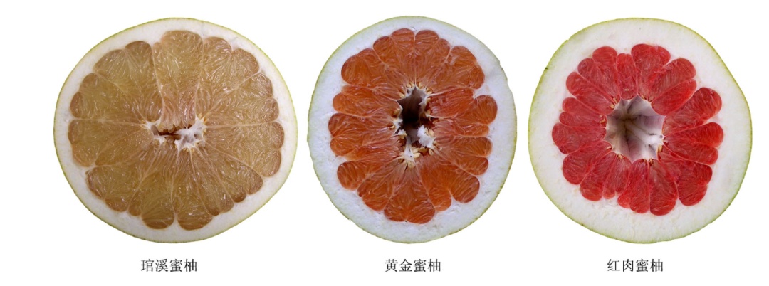 维生素C含量比橙子还高,热量还超低!这种秋天水果错过真的会后悔 维生素C含量比橙子还高,热量还超低!这种秋天水果错过真的会后悔