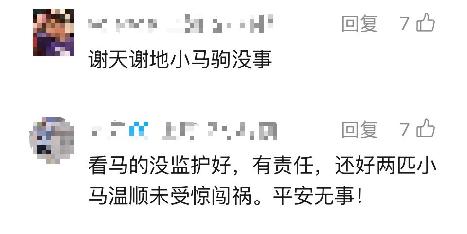 事发上海早高峰！两匹脱缰小马在马路上狂奔、逆行……