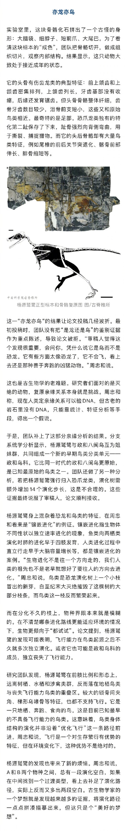 中国发现侏罗纪晚期不会飞的鸟 中国发现侏罗纪晚期不会飞的鸟