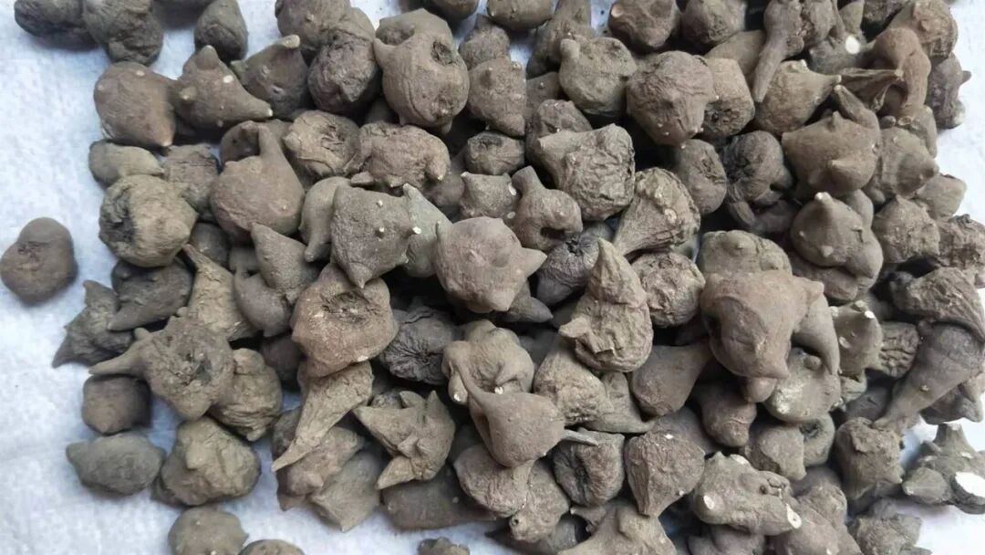 有人用来“进补”,但3毫克可致死!近期高发! 有人用来“进补”,但3毫克可致死!近期高发!