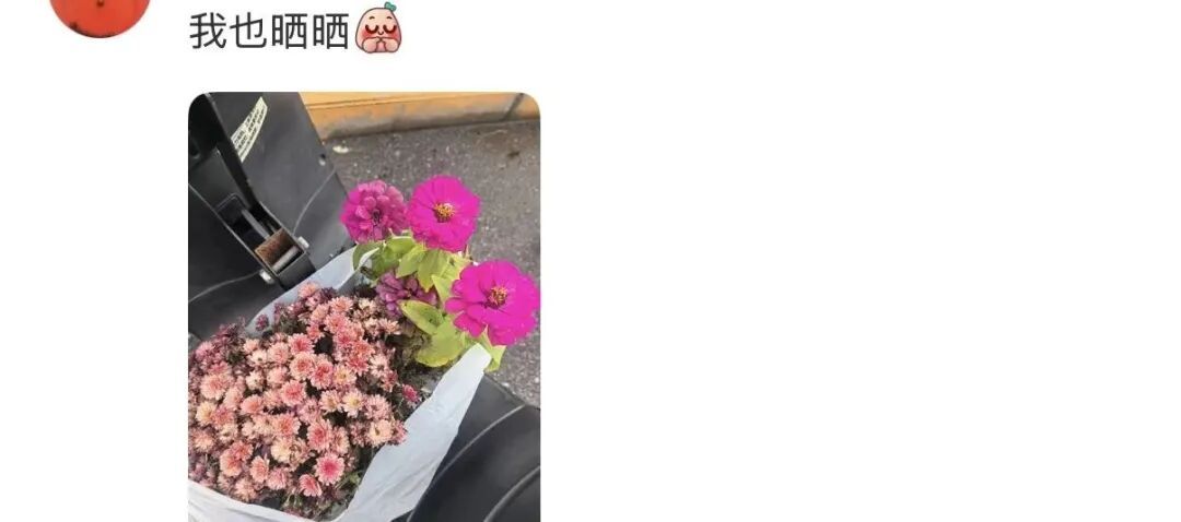 网友晒出领回家的小菊:“国庆退役花领养成功!!” 网友晒出领回家的小菊:“国庆退役花领养成功!!”