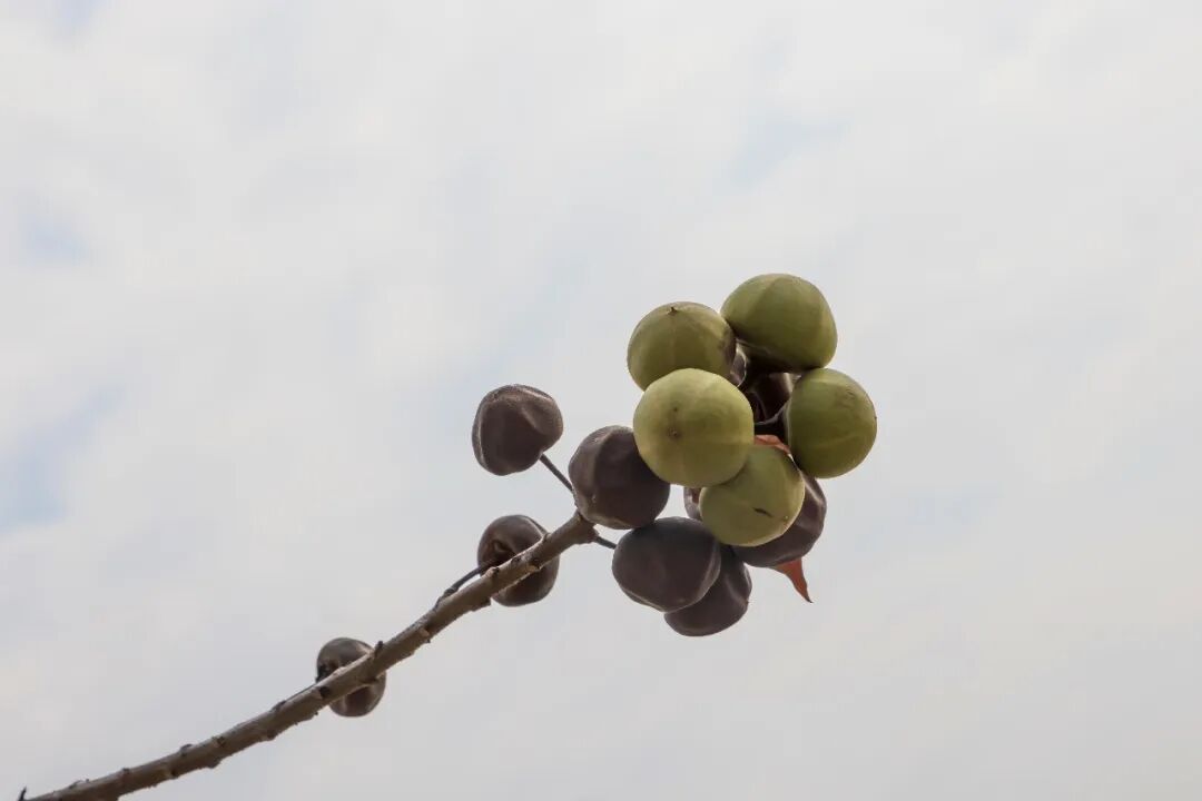警惕这种野果,长得像无花果,晒干之后又和核桃“撞脸”,已有游客误食后腹泻不止 警惕这种野果,长得像无花果,晒干之后又和核桃“撞脸”,已有游客误食后腹泻不止