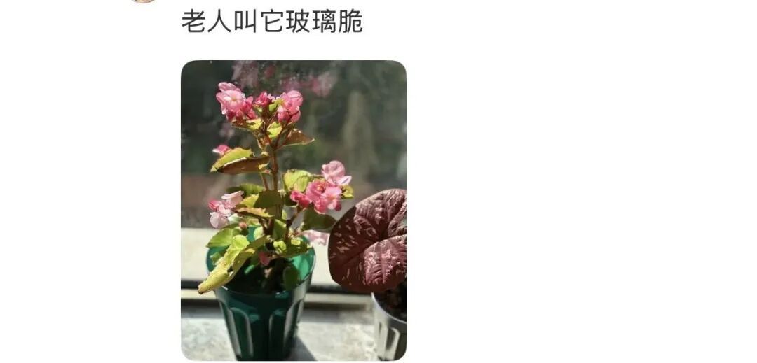 网友晒出领回家的小菊:“国庆退役花领养成功!!” 网友晒出领回家的小菊:“国庆退役花领养成功!!”