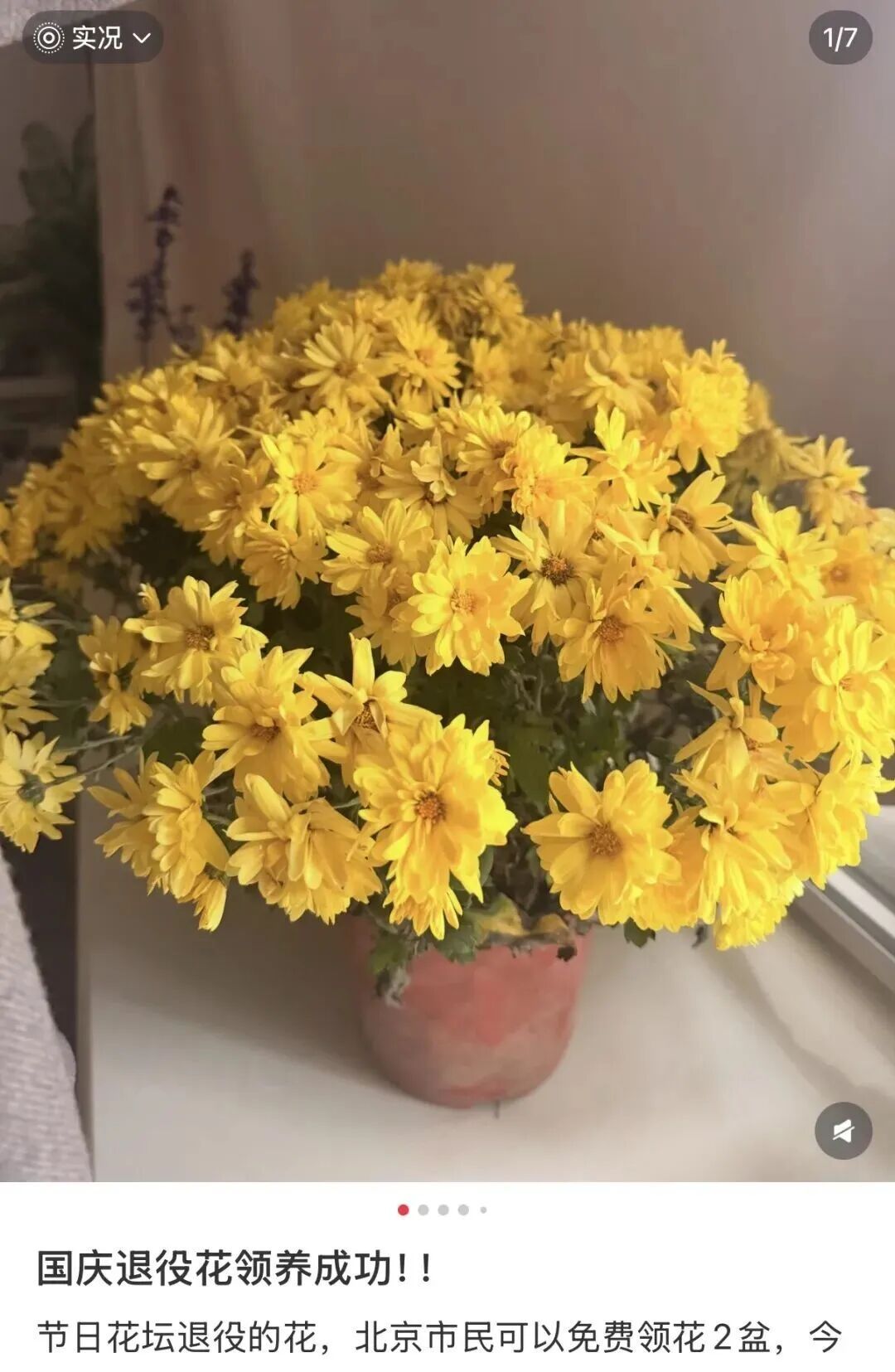 网友晒出领回家的小菊:“国庆退役花领养成功!!” 网友晒出领回家的小菊:“国庆退役花领养成功!!”