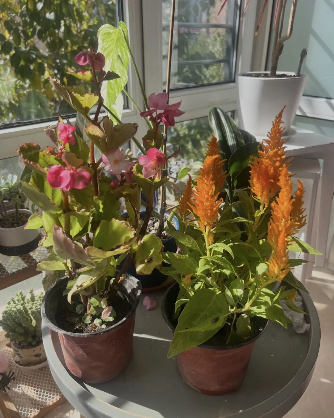 网友晒出领回家的小菊:“国庆退役花领养成功!!” 网友晒出领回家的小菊:“国庆退役花领养成功!!”