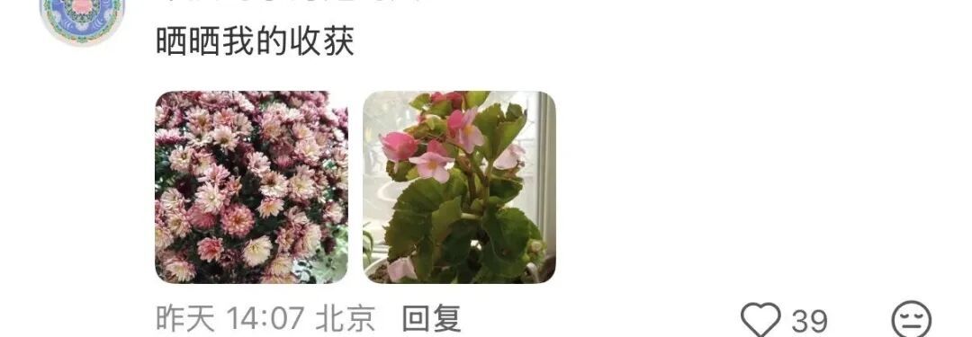 网友晒出领回家的小菊:“国庆退役花领养成功!!” 网友晒出领回家的小菊:“国庆退役花领养成功!!”