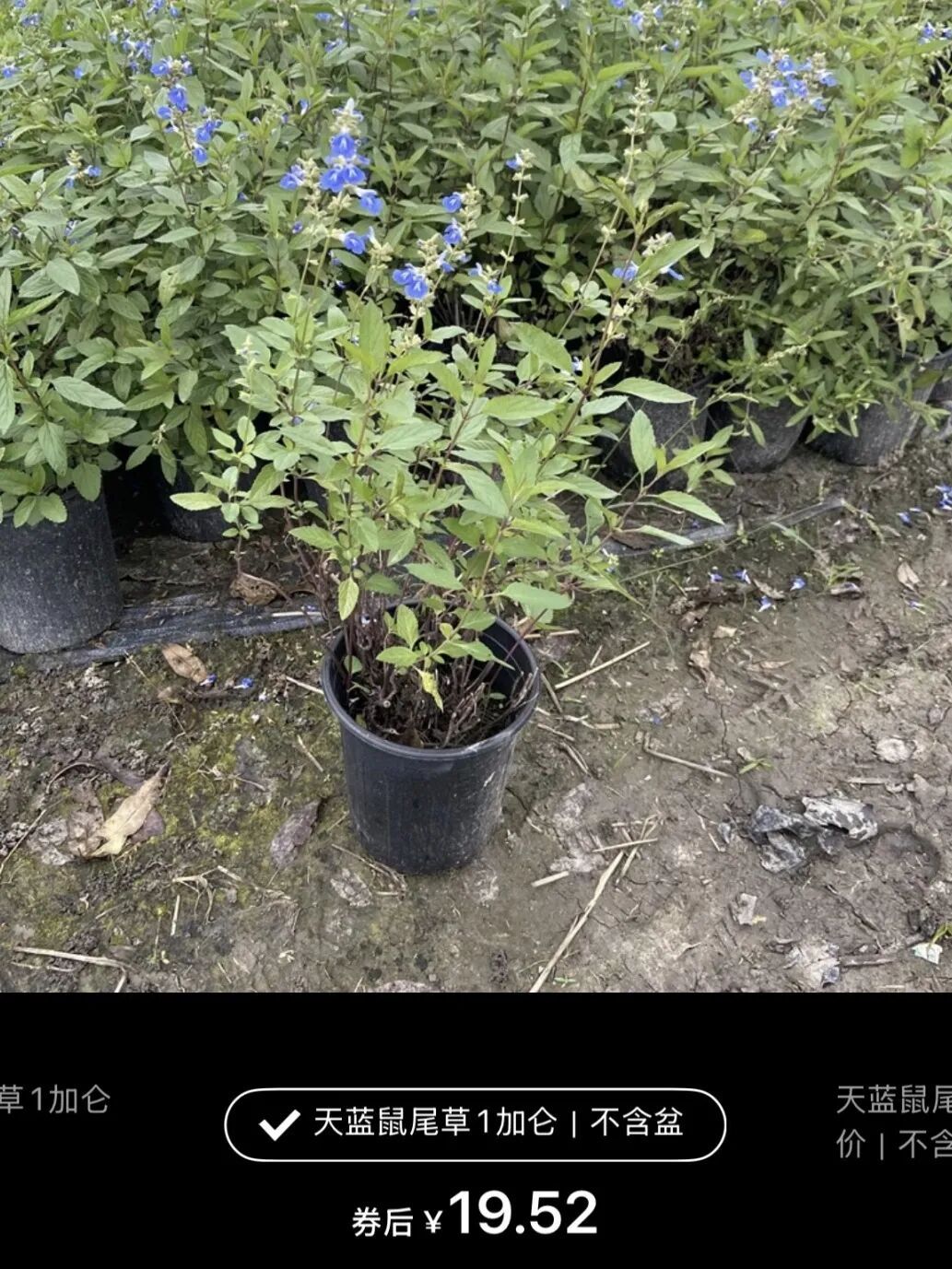 网友晒出领回家的小菊:“国庆退役花领养成功!!” 网友晒出领回家的小菊:“国庆退役花领养成功!!”