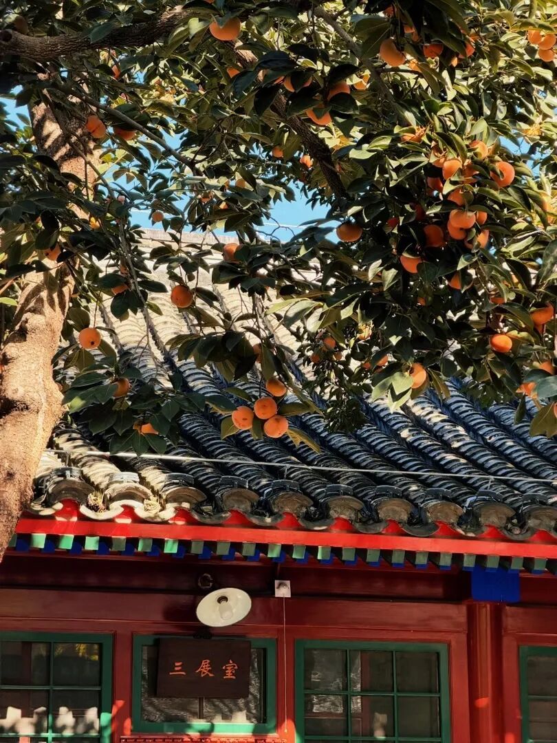 北京这个小院赏柿季人气高涨!记得提前预约—— 北京这个小院赏柿季人气高涨!记得提前预约——