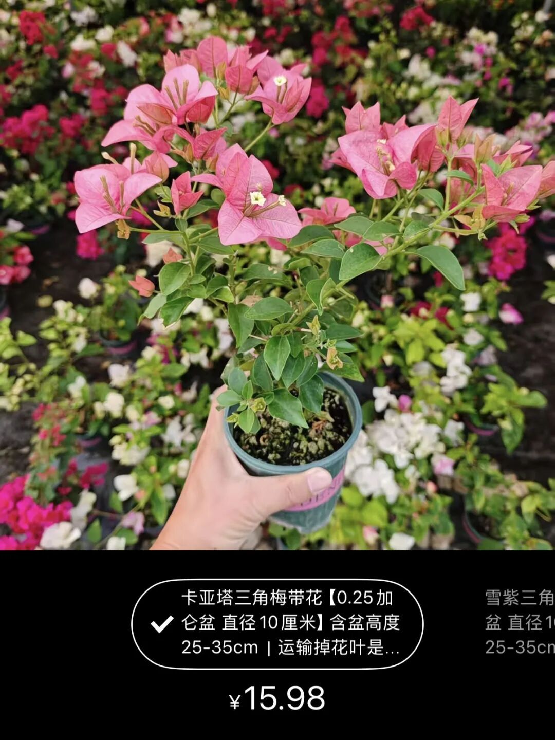 网友晒出领回家的小菊:“国庆退役花领养成功!!” 网友晒出领回家的小菊:“国庆退役花领养成功!!”