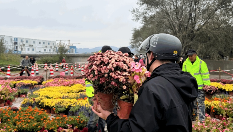 网友晒出领回家的小菊:“国庆退役花领养成功!!” 网友晒出领回家的小菊:“国庆退役花领养成功!!”